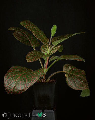 Fittonia gigantea