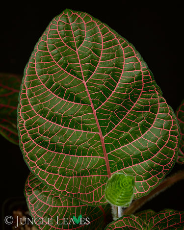 Fittonia gigantea