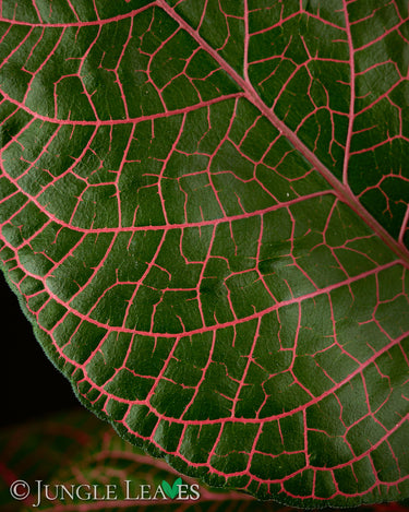 Fittonia gigantea
