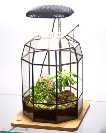 Flaschengarten Victorian Beispiel