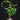 Fockea edulis
