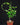Fockea edulis