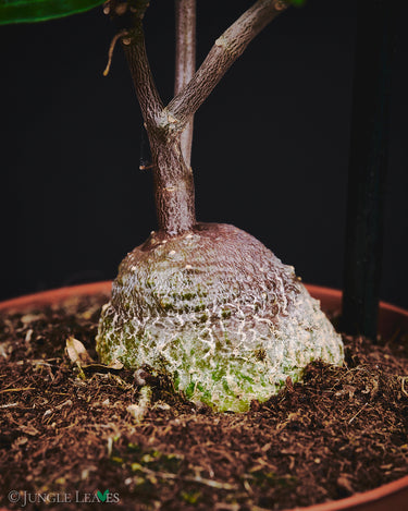 Fockea edulis