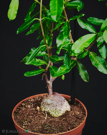 Fockea edulis