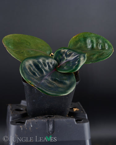 Geogenanthus ciliatus