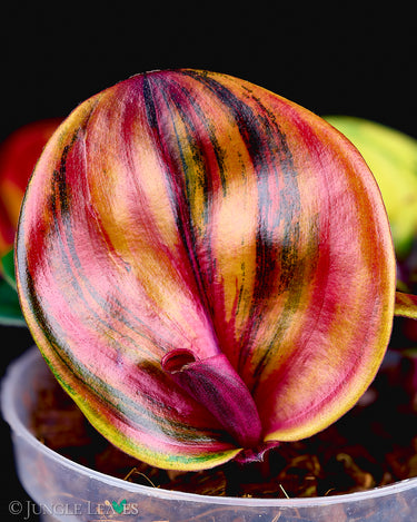 Geogenanthus ciliatus 'Aura Flame'