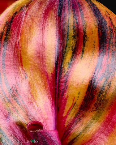 Geogenanthus ciliatus 'Aura Flame'