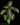 Gloxinella lindeniana