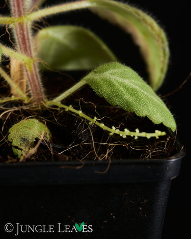 Gloxinella lindeniana