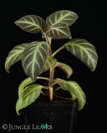Gloxinella lindeniana