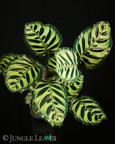 Goeppertia (Calathea) makoyana