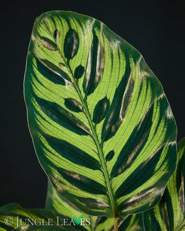Goeppertia (Calathea) makoyana Nahaufnahme