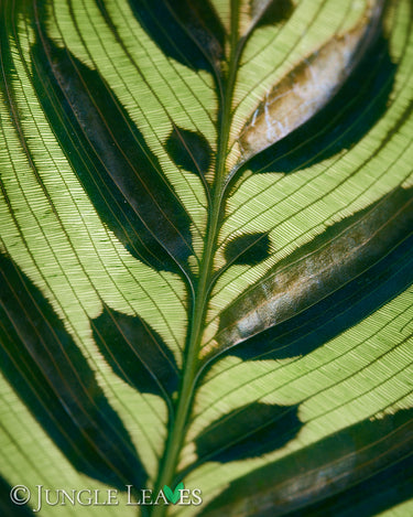 Goeppertia (Calathea) makoyana Nahaufnahme