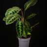 Goeppertia (Calathea) warszewiczii