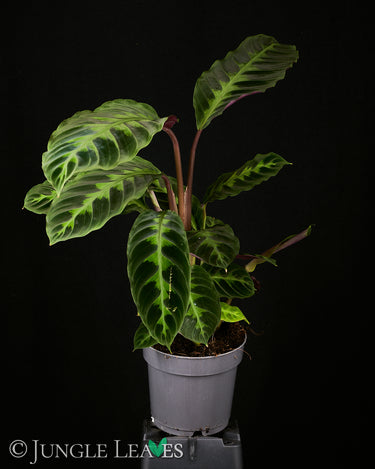 Goeppertia (Calathea) warszewiczii
