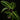Goeppertia (Calathea) warszewiczii