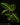 Goeppertia (Calathea) warszewiczii