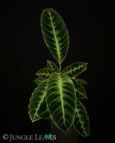 Goeppertia (Calathea) warszewiczii