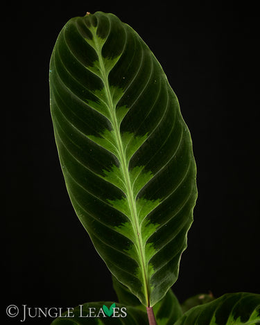 Goeppertia (Calathea) warszewiczii