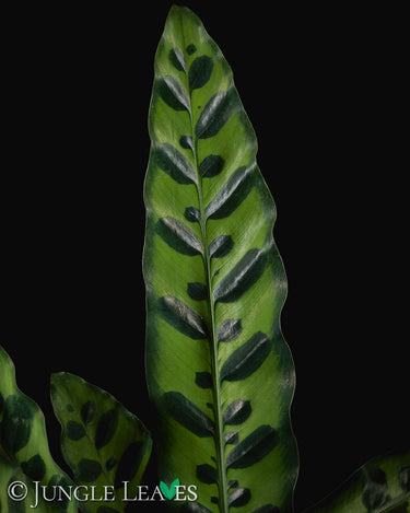 Goeppertia insignis