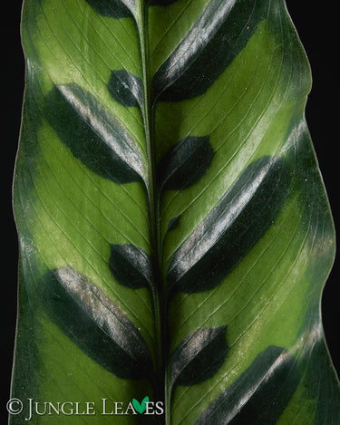 Goeppertia insignis