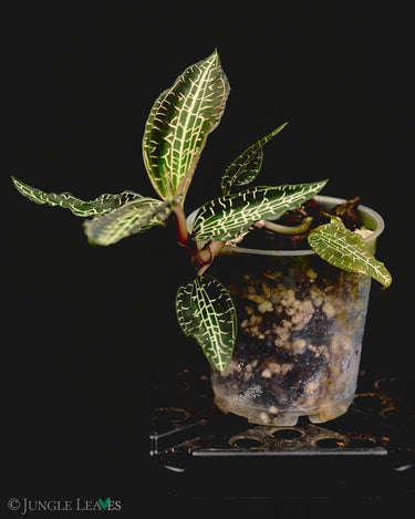Goodyera hispida