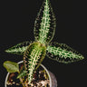Goodyera hispida