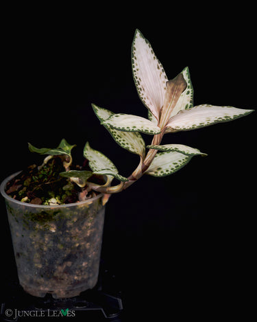Goodyera schlechtendaliana 'Nikishiran' Japan