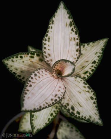 Goodyera schlechtendaliana 'Nikishiran' Japan