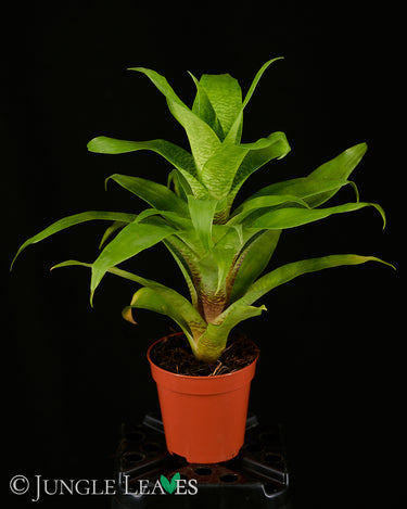 Goudaea ospinae (Syn. Vriesea ospinae)