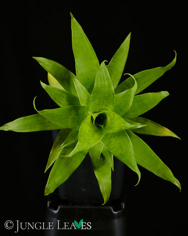 Goudaea ospinae (Syn. Vriesea ospinae)