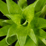 Goudaea ospinae (Syn. Vriesea ospinae)