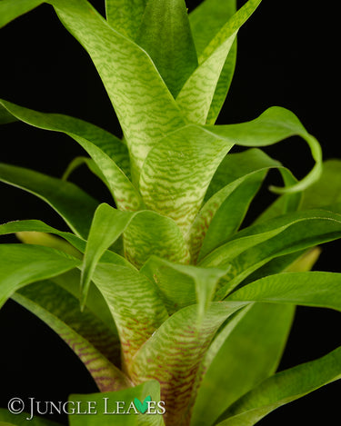 Goudaea ospinae (Syn. Vriesea ospinae)