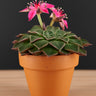 Graptopetalum bellum