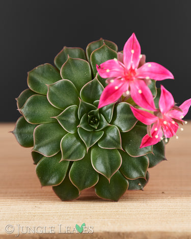 Graptopetalum bellum