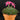 Graptopetalum bellum