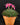 Graptopetalum bellum