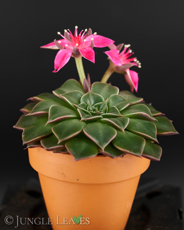 Graptopetalum bellum