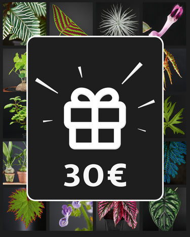 Gift Vouchers