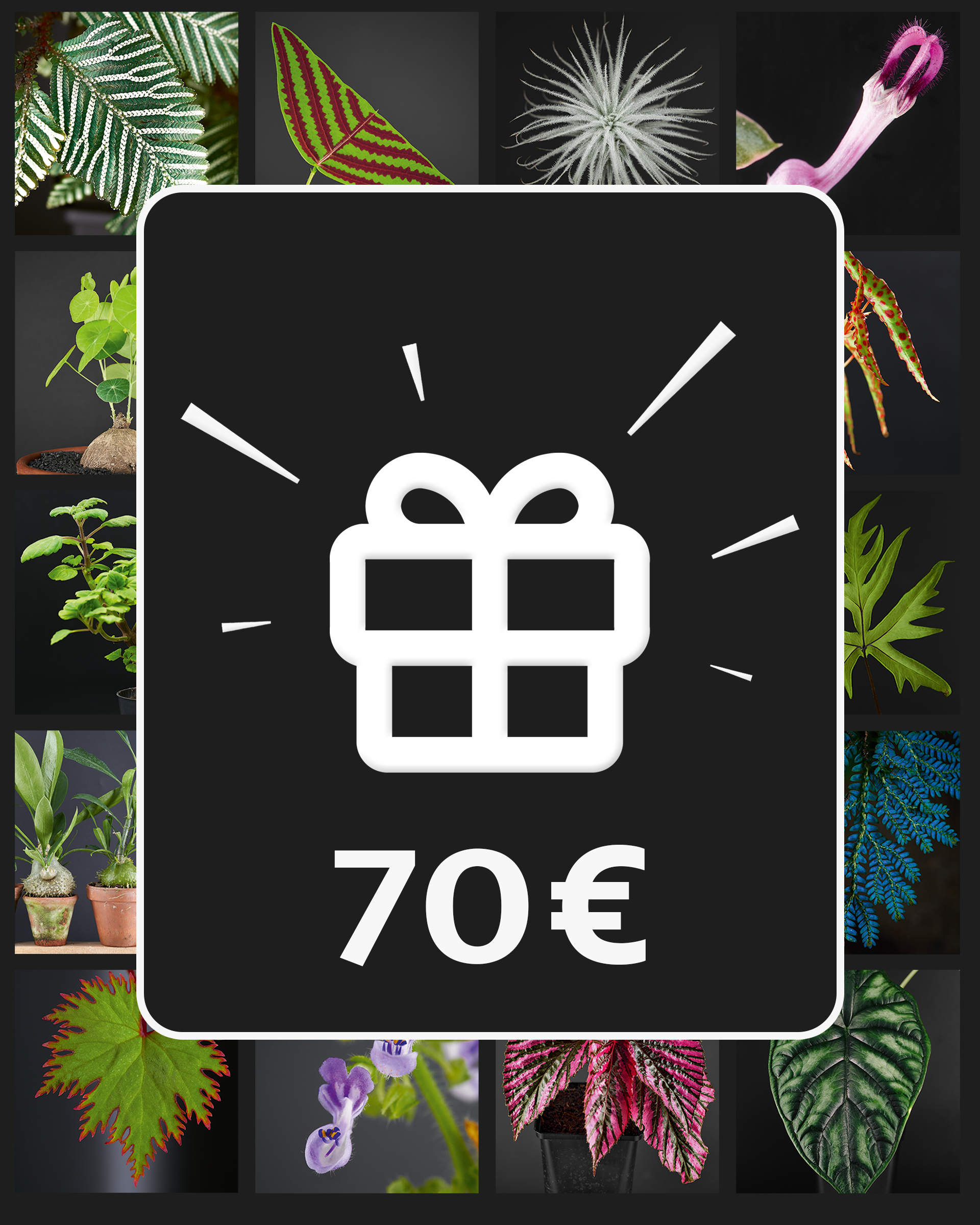 gutschein native plants Geschenk-Gutscheine – Jungle Leaves