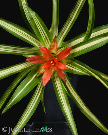 Guzmania 'Ice Cream'