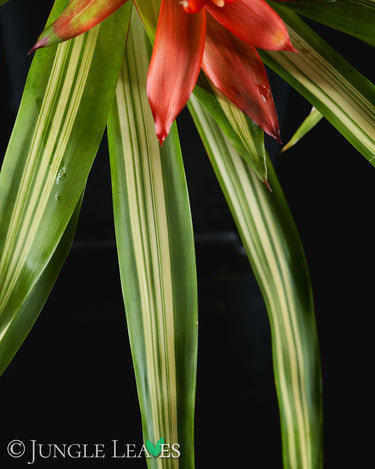 Guzmania 'Ice Cream'