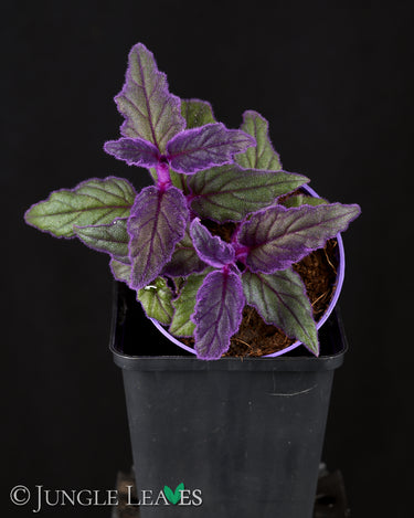 Gynura aurantiaca