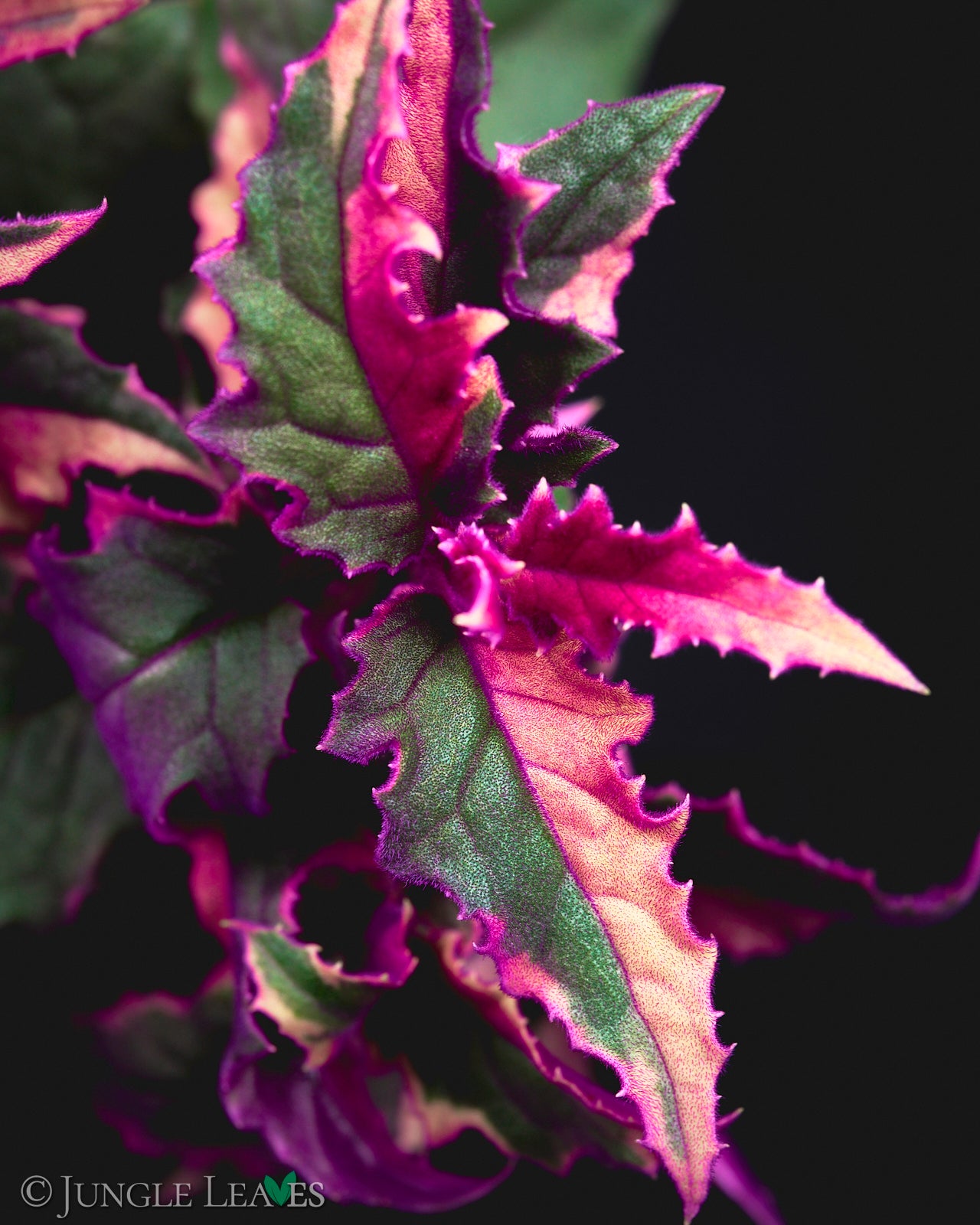 Gynura aurantiaca (Samtpflanze) ab 4,99€