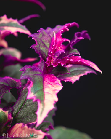 Gynura aurantiaca 'Variegata' (Panaschierte Samtpflanze)