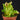 Heliamphora heterodoxa x minor