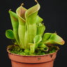 Heliamphora heterodoxa x minor