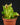 Heliamphora heterodoxa x minor