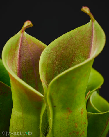 Heliamphora heterodoxa x minor