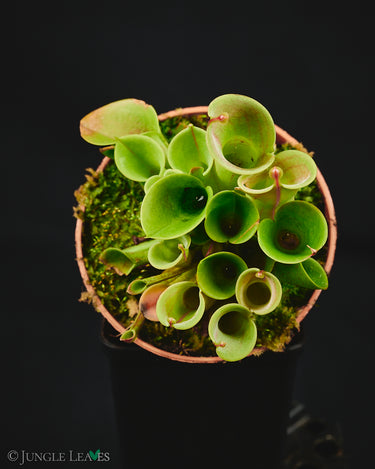Heliamphora heterodoxa x minor